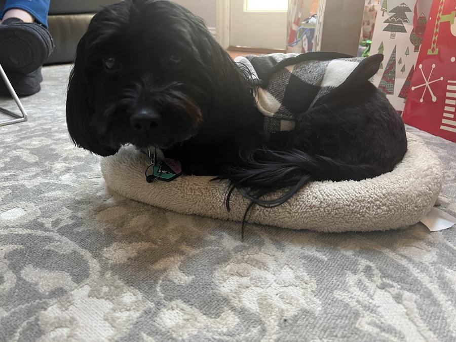 A fluffy pup after grooming