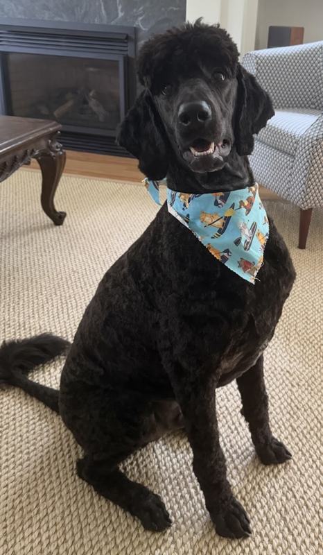 A freshly groomed poodle