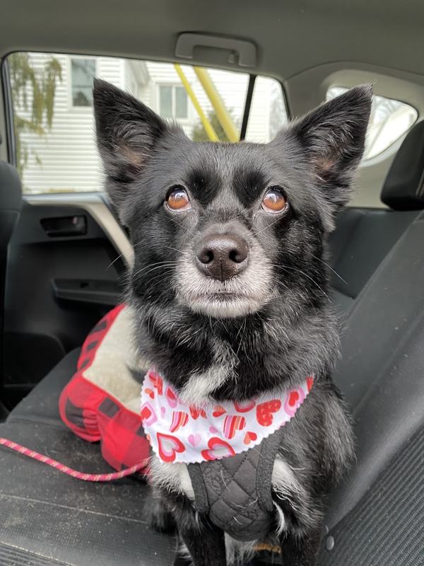A happy pup after grooming